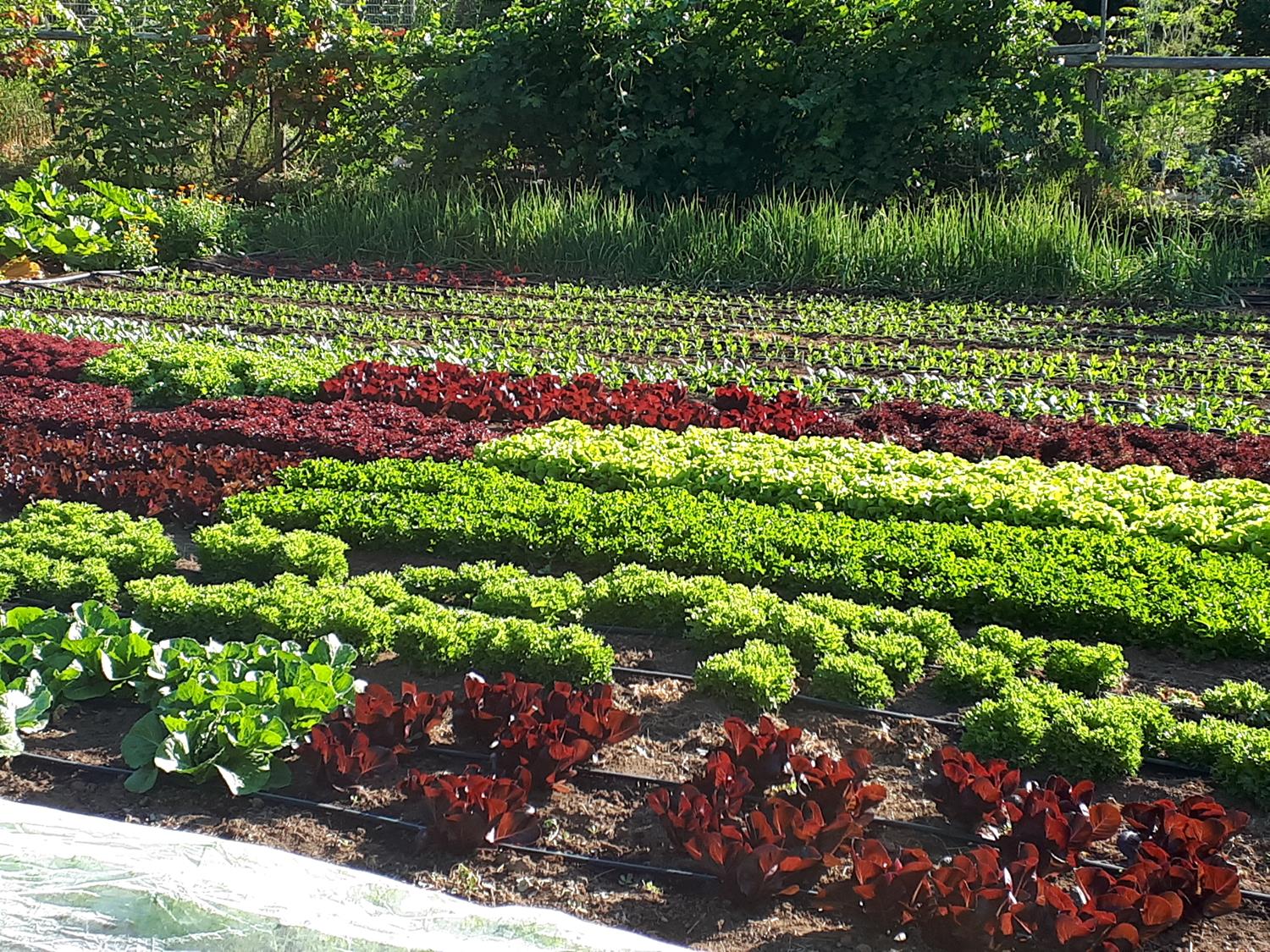Rows of lettuce in the fields at Clever Crow Farm
