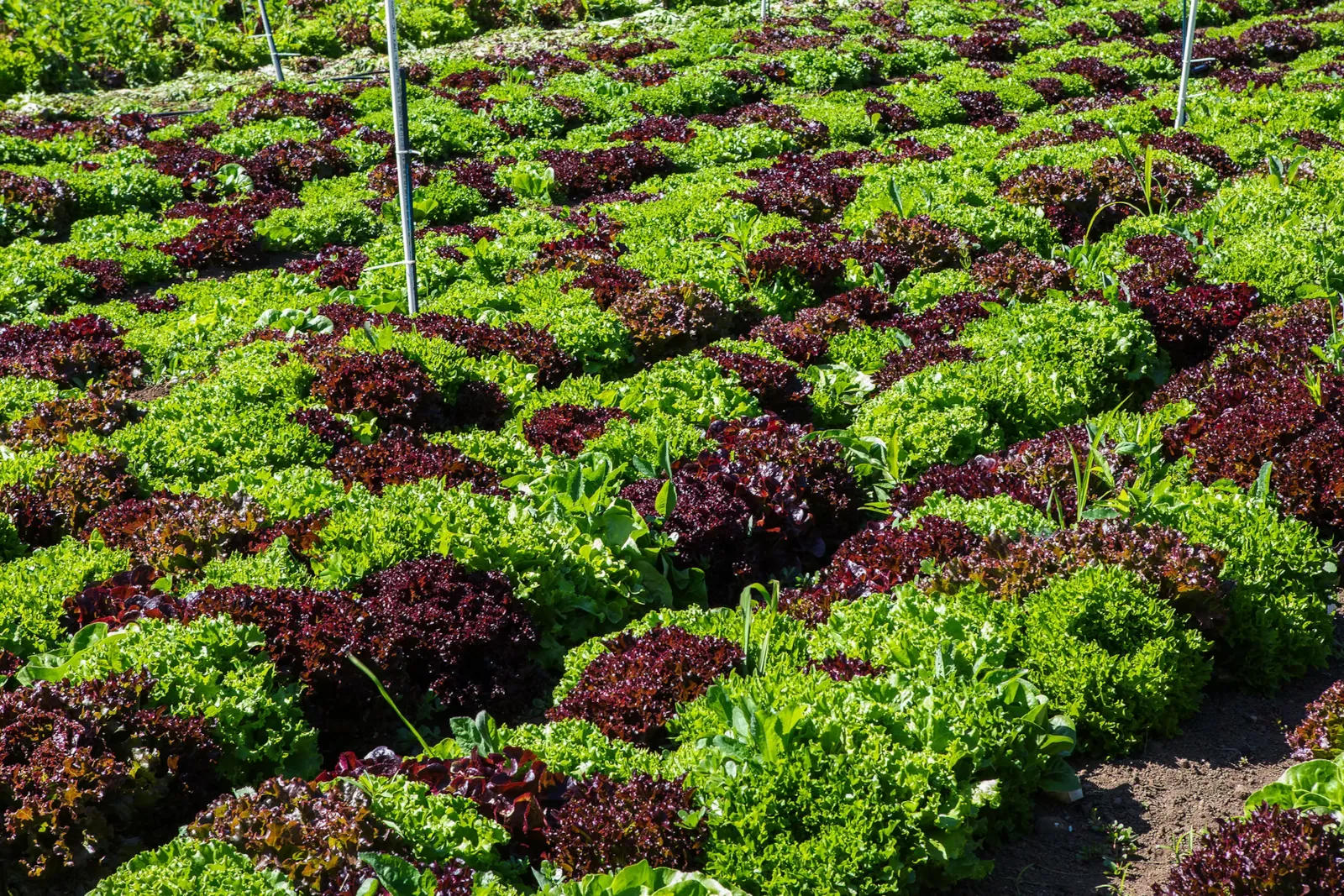 fresh produce growing at Clever Crow Farm